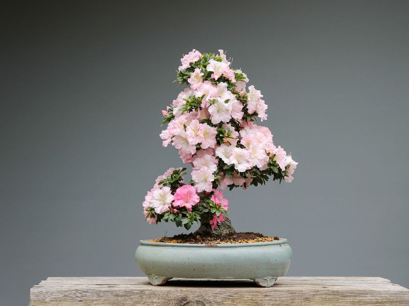 Hé lộ 3 món quà tặng tân gia cao cấp ý nghĩa cây bonsai