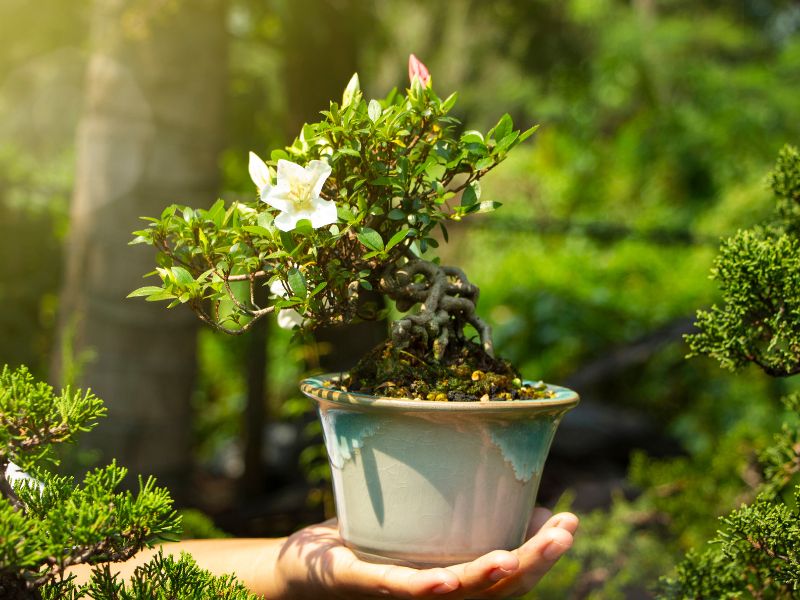 Top 5 gợi ý tặng quà sinh nhật cho người lớn tuổi cây bonsai