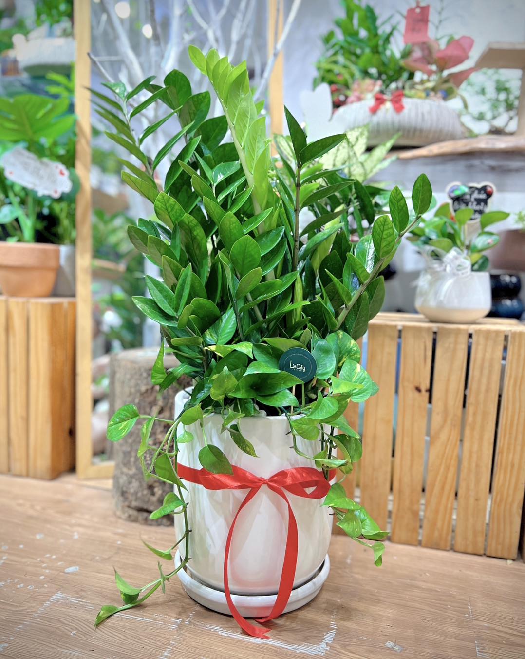 Tổng Hợp 7 Loại Cây Xanh Làm Quà Tặng Ý Nghĩa Cho Đối Tác - Là Cây Concept