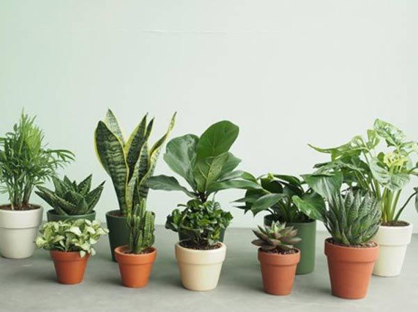 Chậu hoa đẹp mini để bàn - Mang nét đẹp phù hợp phong thủy