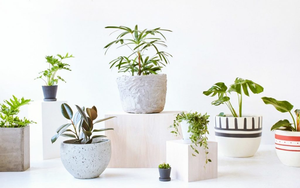 Chậu Cây Cảnh để Bàn - Nâng Tâm Trạng và Tạo Không Gian Làm Việc