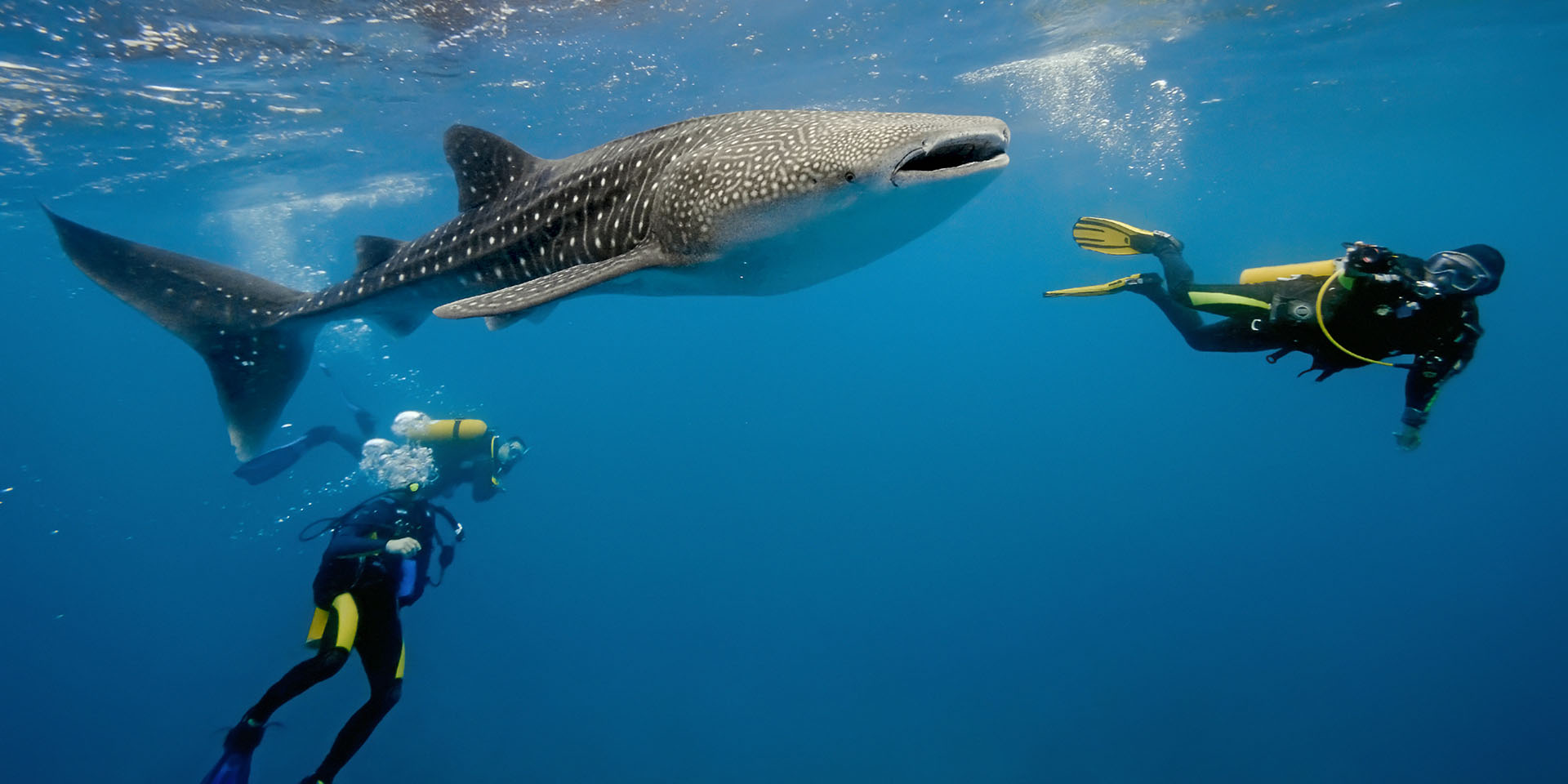 Trải nghiệm bơi cùng Cá mập voi - Whale Shark ở Maldives, khi nào và ở đâu? - TRAVELPX