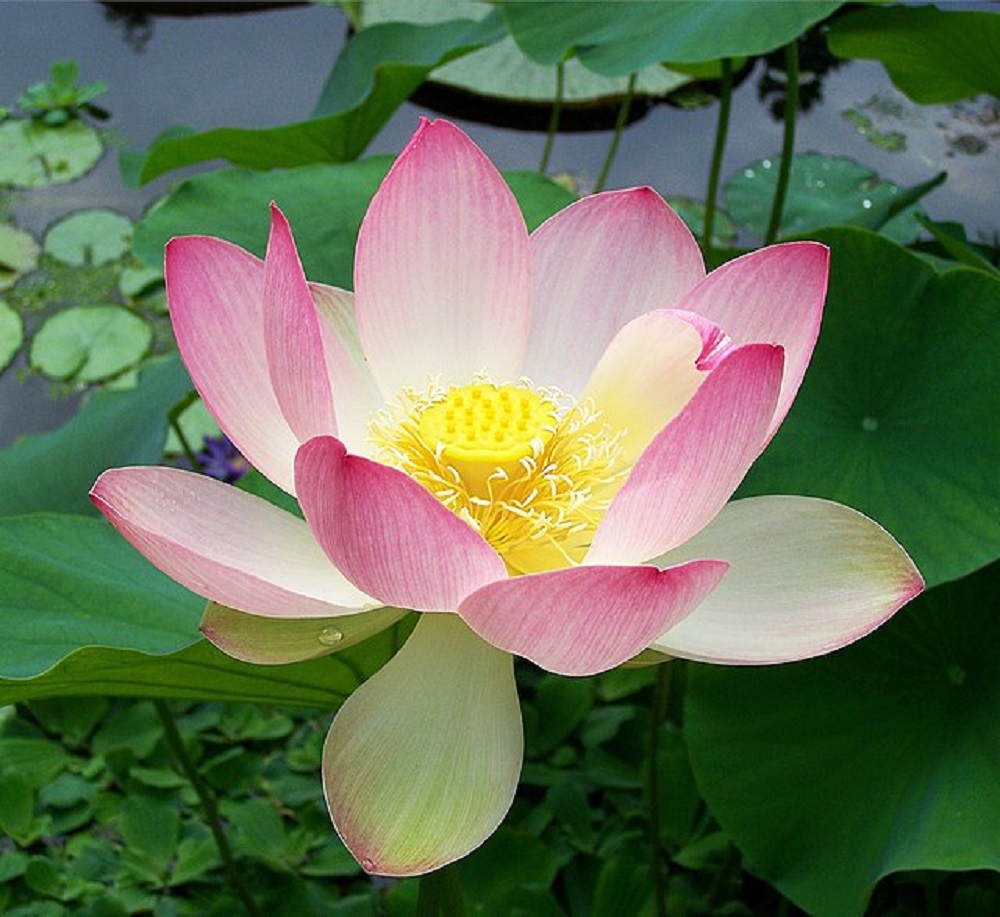 Top 5 loài hoa tượng trưng cho hòa bình đặc điểm và ý nghĩa.