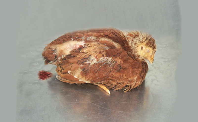 Gà bị cầu trùng - Nguyên nhân, biểu hiện, cách phòng tránh và chữa trị