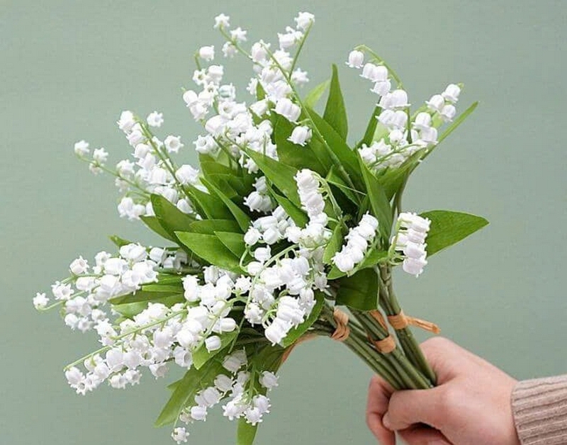 Tìm hiểu về hoa linh lan? Nguồn gốc, ý nghĩa và các loại hoa linh lan hiện  nay