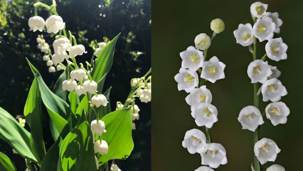 Cách trồng và chăm sóc hoa linh lan tại nhà