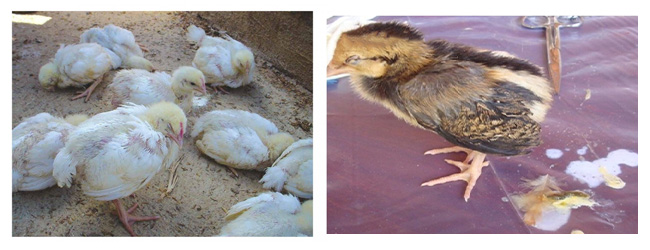 Bệnh Gumboro trên gà