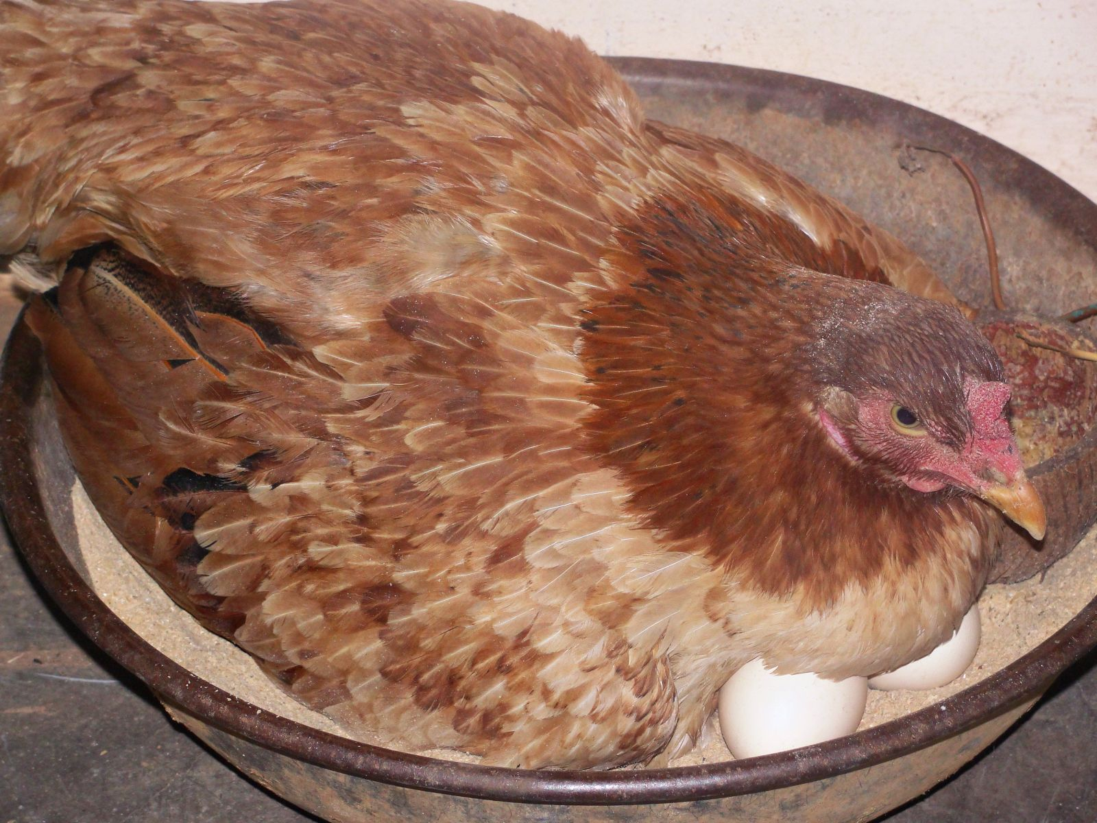 Triệu chứng hội chứng giảm đẻ ở gà