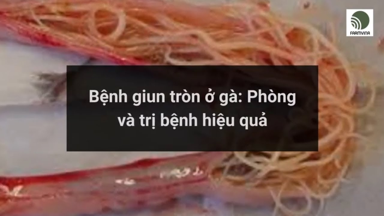 Giun đũa ở gà