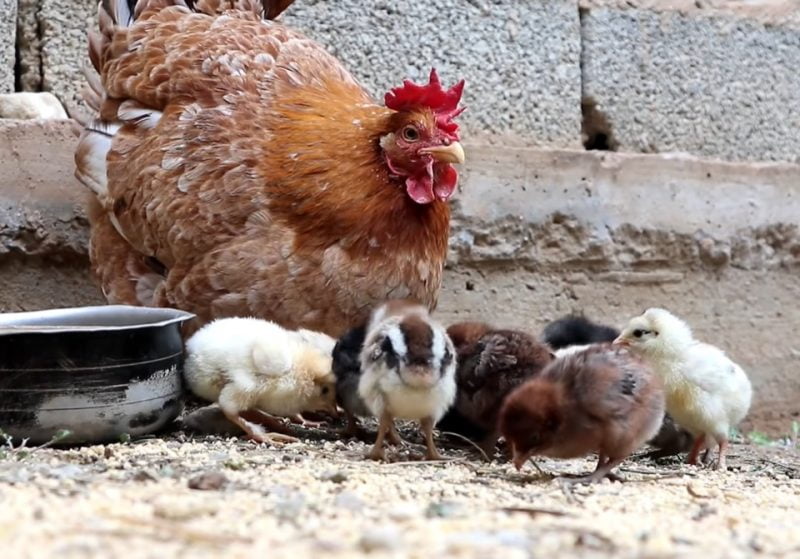 kinh nghiem cho ga de