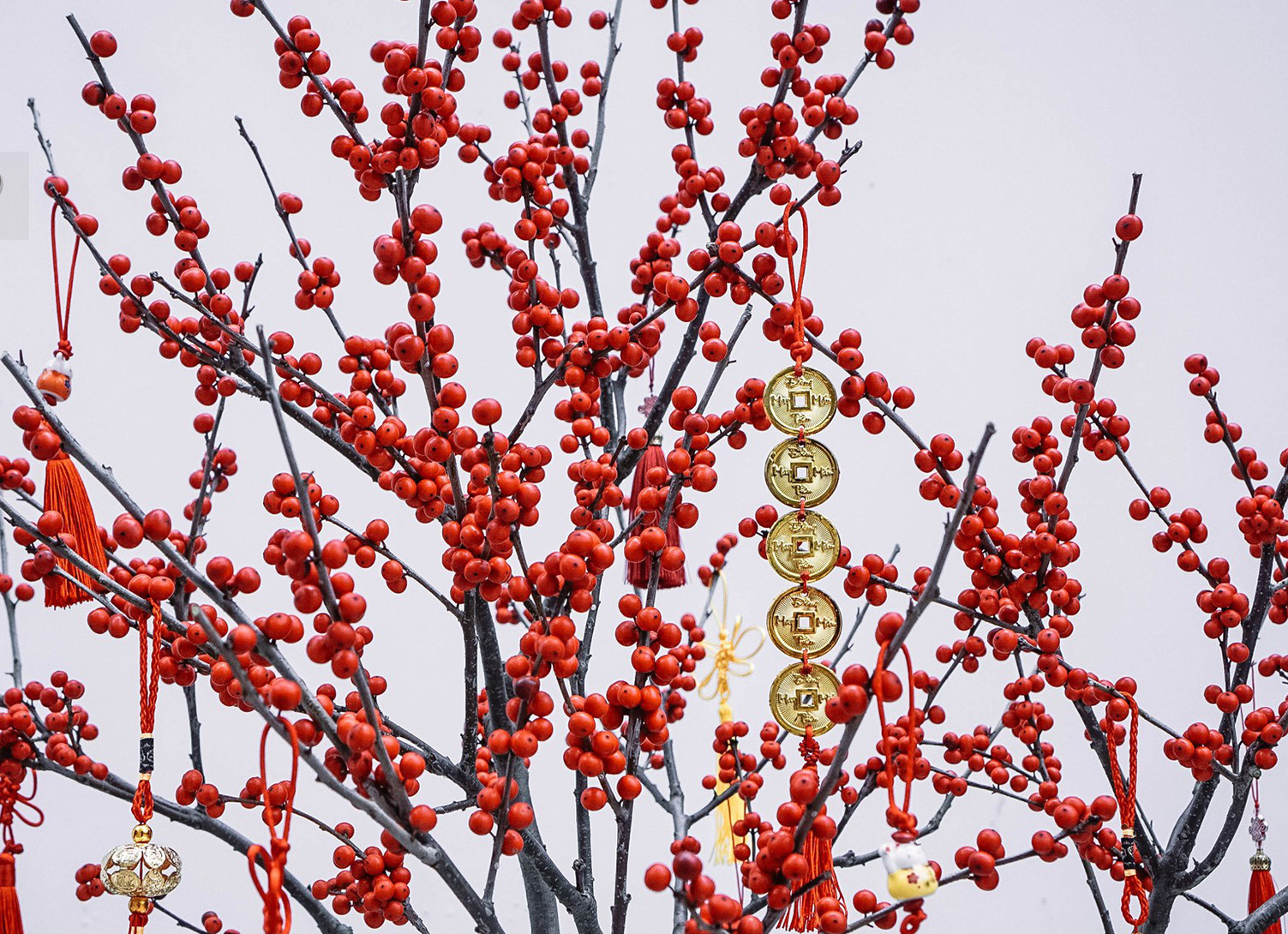 Đào đông đỏ rực rỡ được ưa chuộng dịp Tết