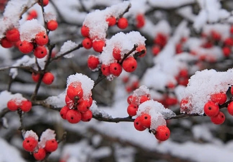 Cành đào đông đỏ trang trí ngày Tết