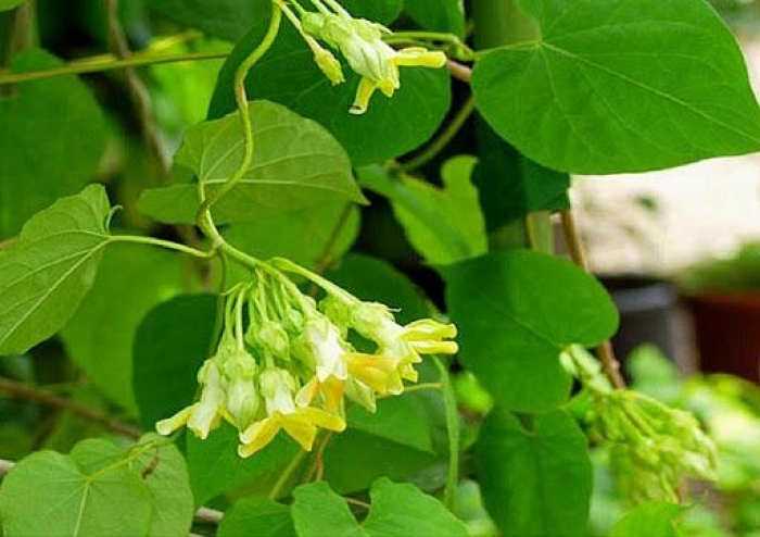 Hoa thiên lý và những điều thú vị không thể bỏ qua