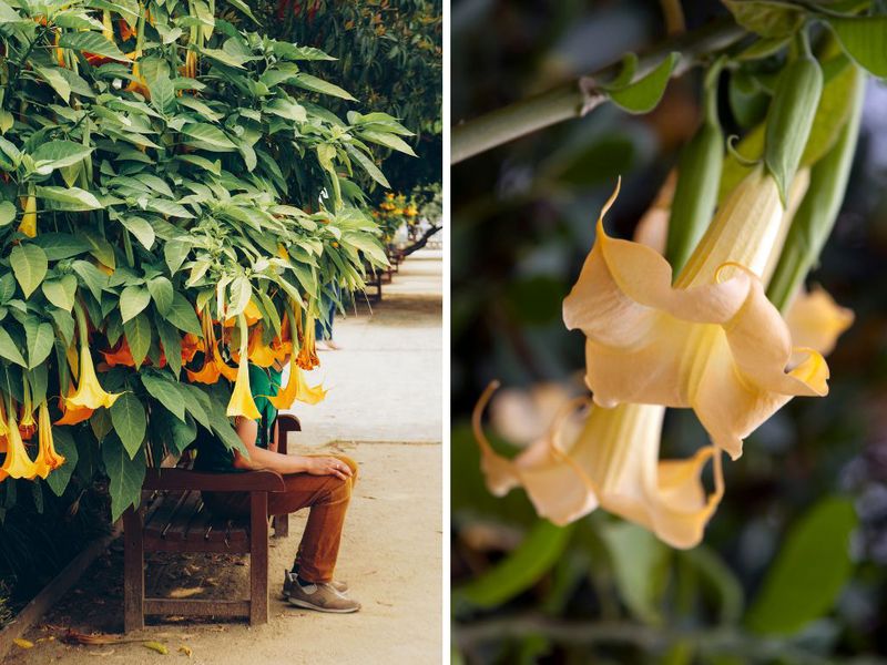 Phân biệt hoa loa kèn và hoa chuông có độc