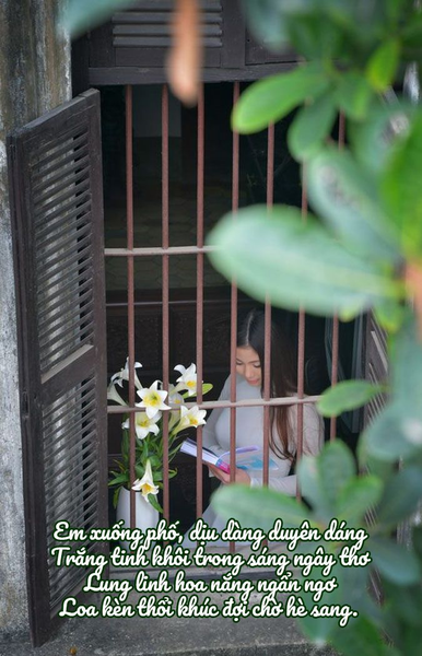 Vẻ đẹp hoa loa kèn trên phố phường Hà Nội