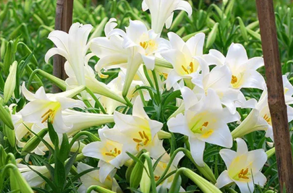 Đặc điểm hình thái độc đáo của hoa loa kèn trắng