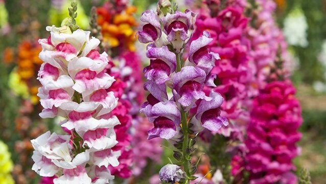 Hoa mõm sói với vô số màu sắc phong phú